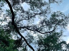 -南宁良凤江国家森林公园