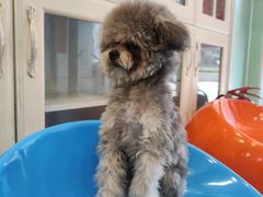 -皮特动物医院(24小时店)