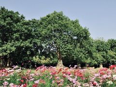 -南宁南湖公园