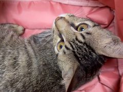 -安安宠医宠物医院·异宠·犬猫内科(岳阳分院)