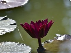 -国家植物园南园