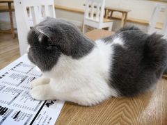 -李小姐の猫咖啡馆(五角场店)