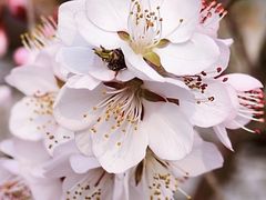-桃花堤公园