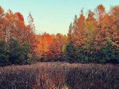 -上海海湾国家森林公园