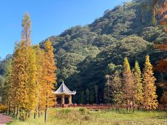 -广州市石门国家森林公园