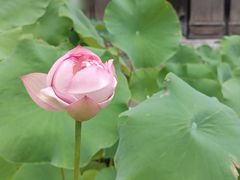 -成都市文殊院