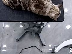 -爱洗澡的猫(天河路店)