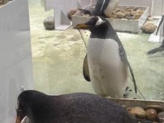 -大连圣亚海洋世界