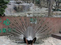 -燕塞湖鸟语林景区