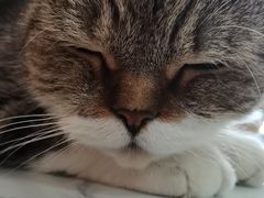 -喵园·猫主题咖啡厅·撸猫·猫咖(国贸店)