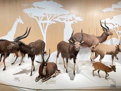 -陕西自然博物馆