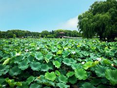 -荷塘月色湿地公园·向阳花洲