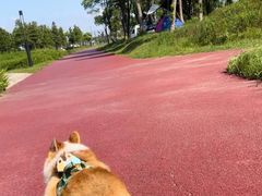 -春花秋色城市公园