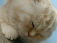 -喵的天空名猫咖啡馆·撸猫·猫舍·用品