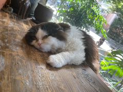 -花到家(富贵鸟花艺行)