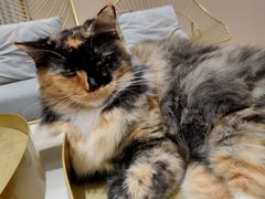 -藏猫猫咖啡主题馆(中央大道店)