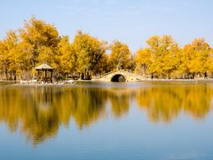 -金塔沙漠胡杨林景区