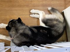 -Husky Go! 哈士奇体验馆·宠物咖啡厅狗咖