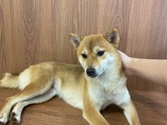 -柯斗斗主题餐厅·狗咖·围炉煮茶·茶饮(国瑞升平里店)