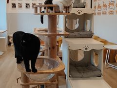 -有喵·猫咖·狗咖·30几只猫10只小狗(岗厦店)