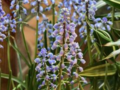 -双季花艺园艺市场(浦东店)