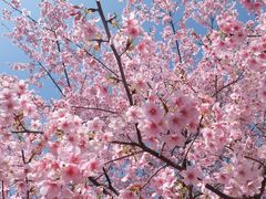 -大宁郁金香公园-停车场