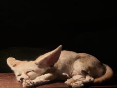-绿色星球动物主题公园