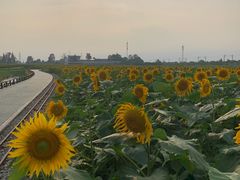 -桤木河湿地公园