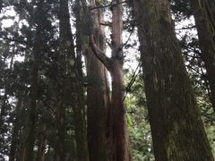 -阿里山神木遗迹