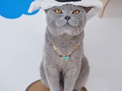 -帕帕拉兹宠物(亚洲旗舰店)