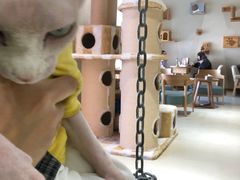 -藏猫猫咖啡主题馆(中央大道店)