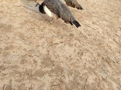 -秦皇岛野生动物园