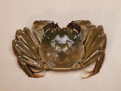 -蟹肉煲蟹肉(阊胥路店)