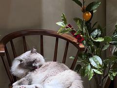 -有猫咖啡umeow coffee