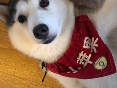 -Husky Go! 哈士奇体验馆·宠物咖啡厅狗咖