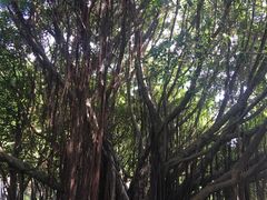 -船政文化景区-罗星塔公园