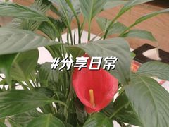 -红菜坊·烤鸭·川鲁宴(石园店)
