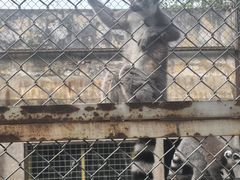 -合肥野生动物园