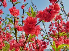 -广州市石门国家森林公园