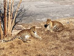 -大连森林动物园