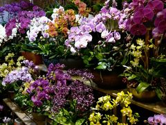 -双季花艺园艺市场(浦东店)