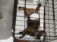 -宠颐生猫科·内科皮肤科(西平世纪城店)