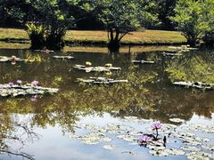 -中国科学院西双版纳热带植物园