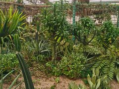 -南宫五洲植物乐园