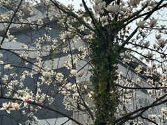 -南京市基督教莫愁路堂