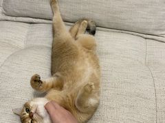 -猫大福·Fortune Cat猫舍(百子湾店)