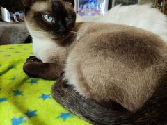 -more than meow吴止猫主题餐厅(承德 中船汇店)