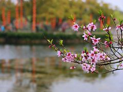 -无锡蠡湖国家湿地公园-蠡园