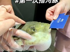 -鲐赏河豚(长寿店)
