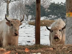 -北京野生动物园